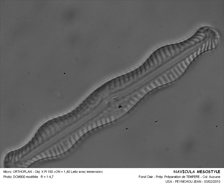 NAVICULA MESOSTYLE #31829