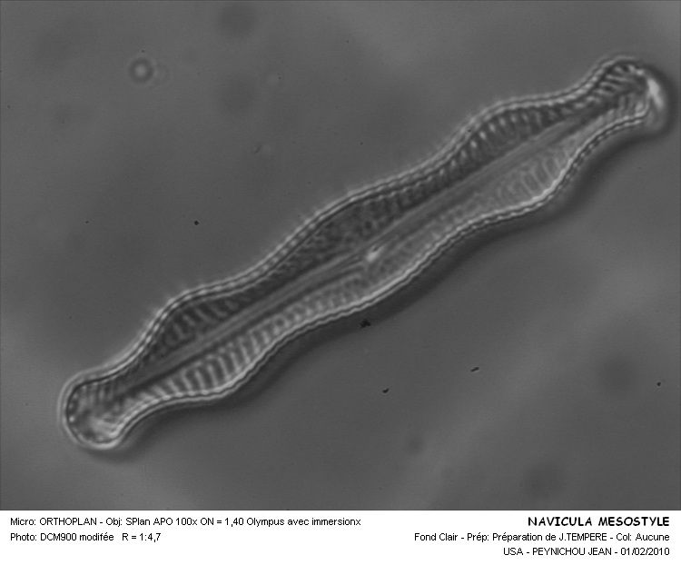 NAVICULA MESOSTYLE #31828