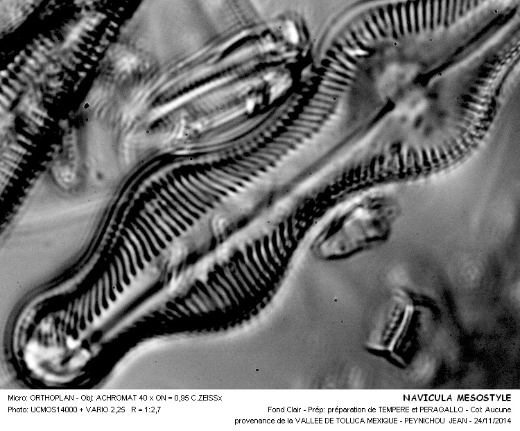 NAVICULA MESOSTYLE #39842