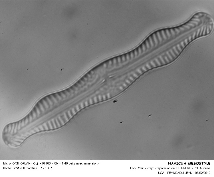 NAVICULA MESOSTYLE #31830