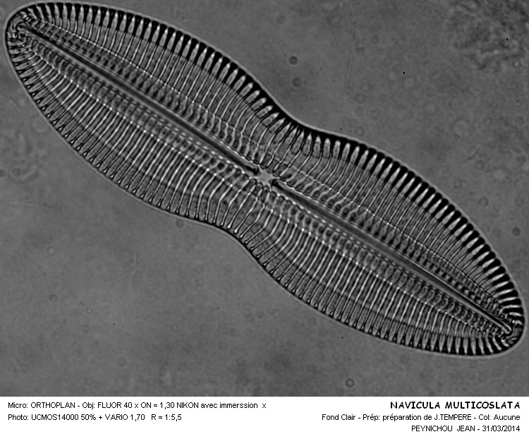 NAVICULA MULTICOSLATA #37020