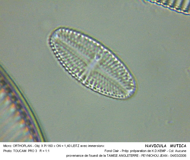 NAVICULA MUTICA #31824
