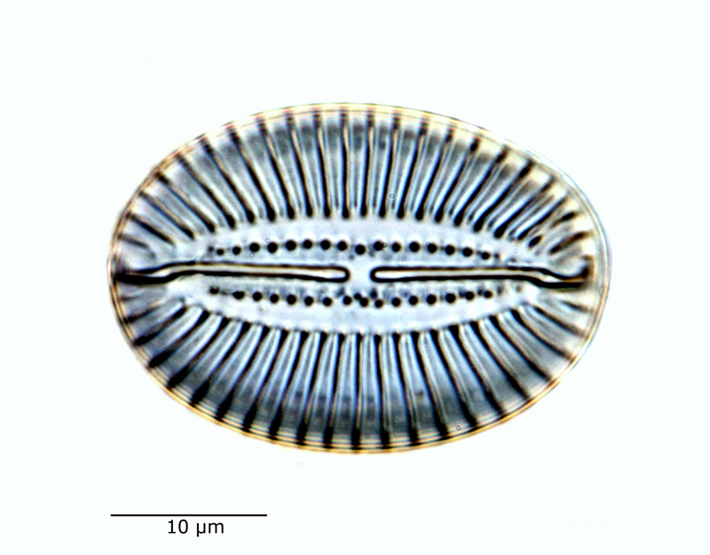 Navicula nicobarica #59354