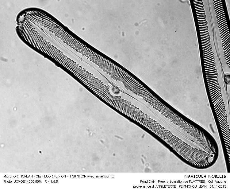 NAVICULA NOBILIS #34899