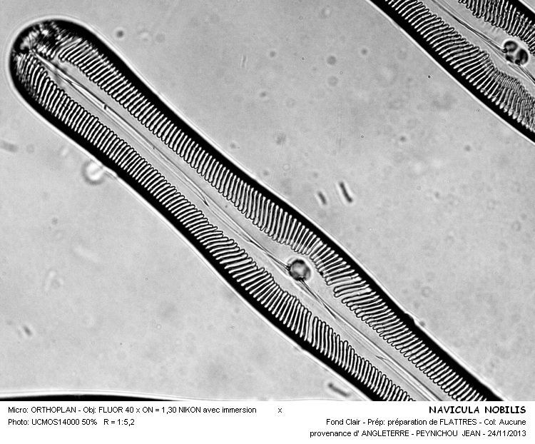 NAVICULA NOBILIS #34900