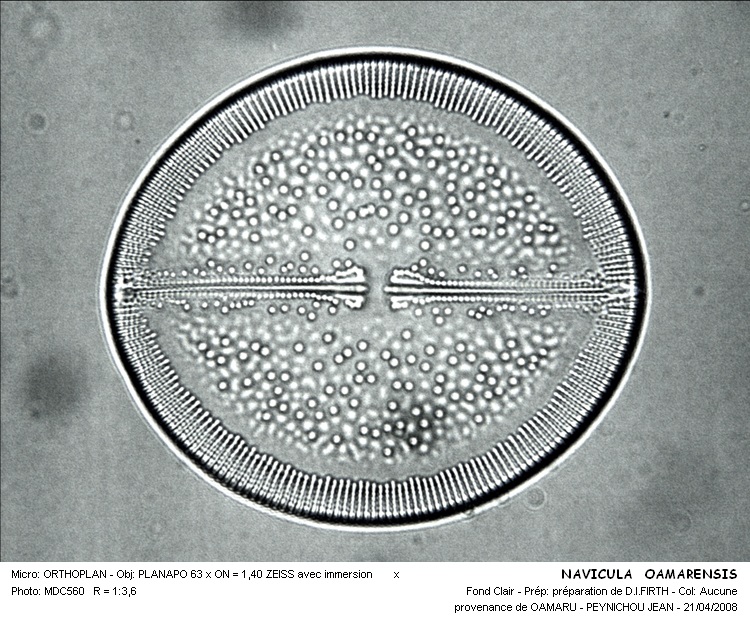 NAVICULA OAMARUENSIS #33608