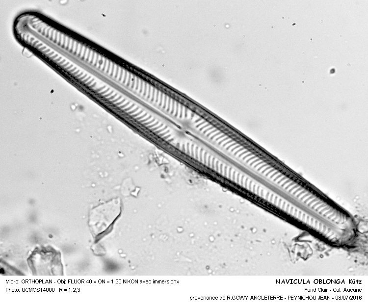 NAVICULA OBLONGA Kützing #46007