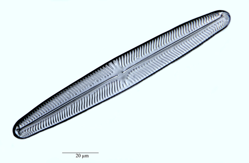 Navicula oblonga #47780