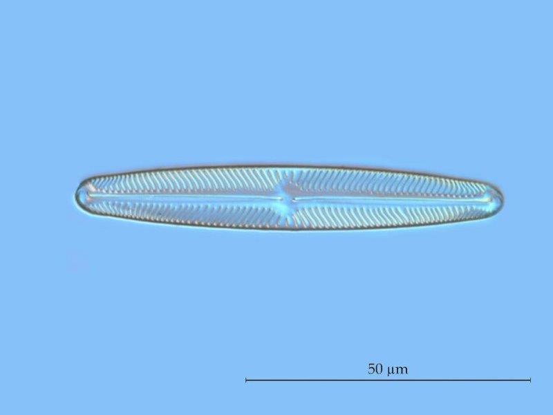 Navicula oblonga #57065