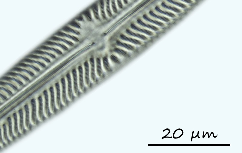 Navicula oblonga (Kützing) Kützing 1844 #69353