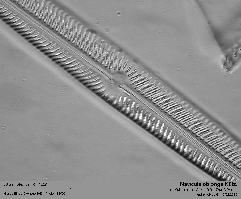 Navicula oblonga (Kützing) Kützing #14674