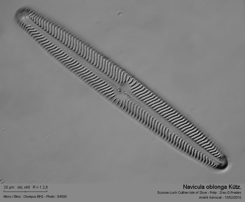 Navicula oblonga (Kützing) Kützing #14673
