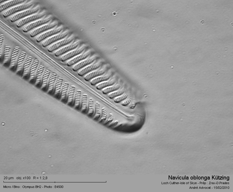Navicula oblonga (Kützing) Kützing #14675