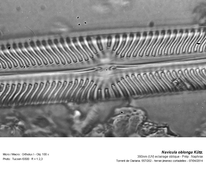 Navicula oblonga Kütz. 1844 #37120