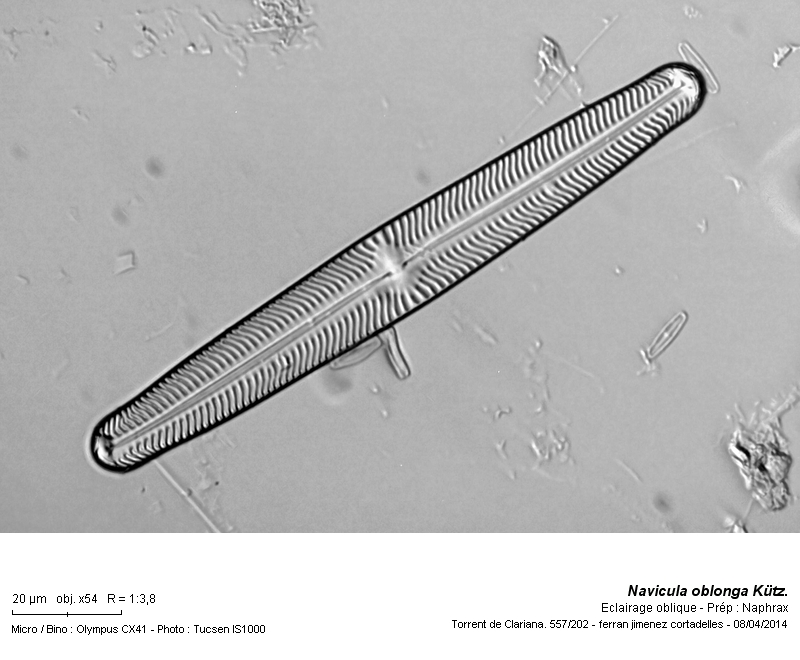 Navicula oblonga Kütz. 1844 #37119