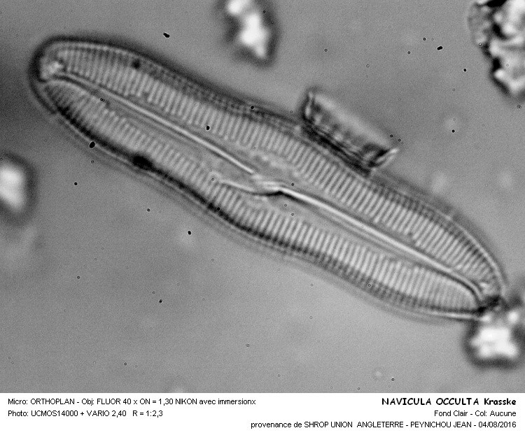 NAVICULA OCCULTA Krasske #46360