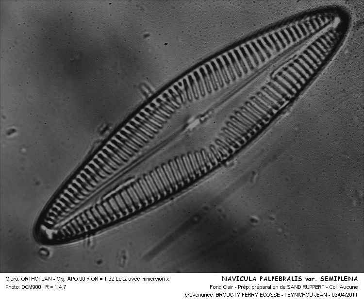 NAVICULA PALEBRALIS var.SEMIPLENA #31809