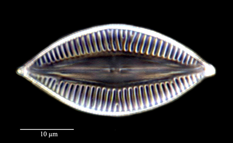Navicula palpebralis #78430