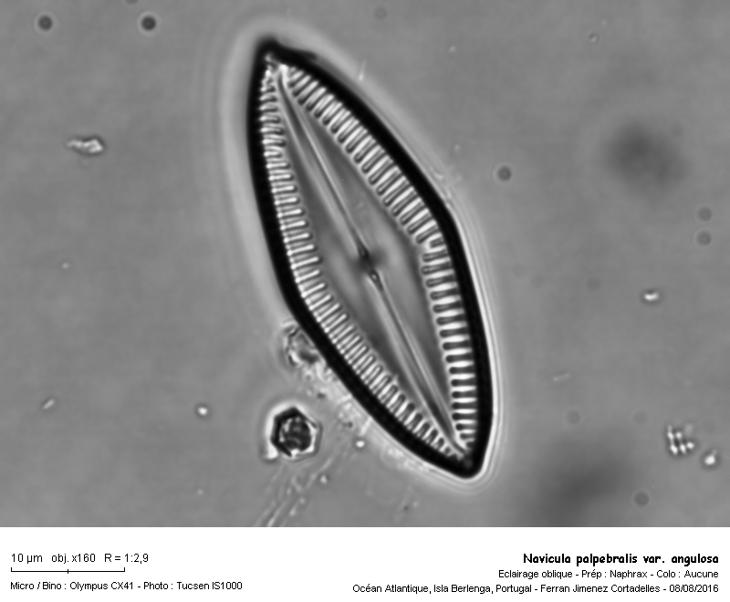 Navicula palpebralis var. angulosa (Gregory) V. Heurck #46890