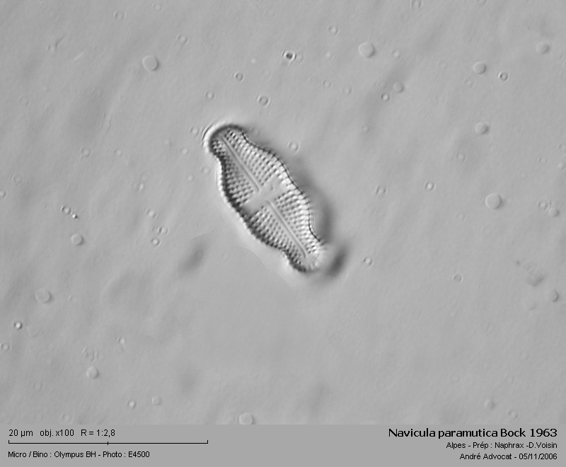 Navicula paramutica Bock 1963 #6866