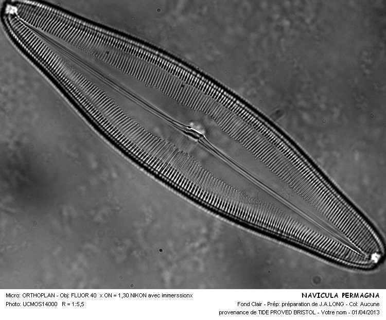 NAVICULA PERMAGNA #31808