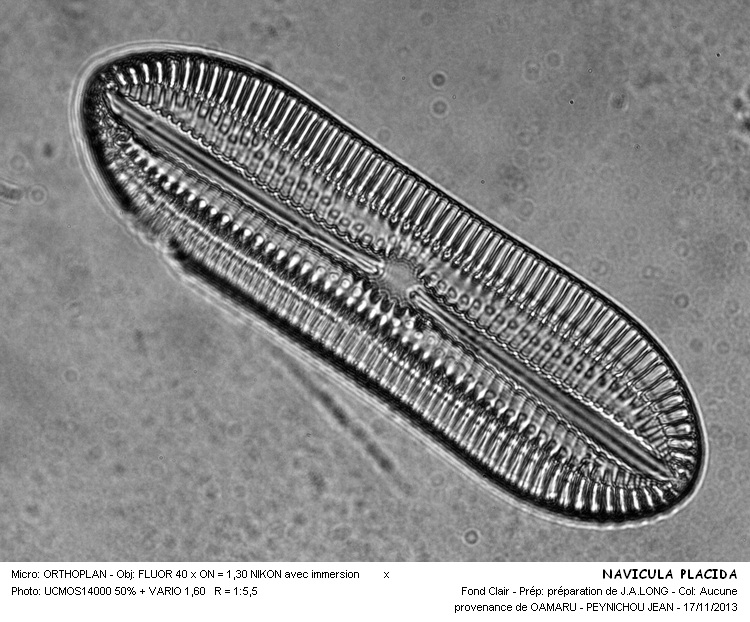 NAVICULA PLACIDA #34769