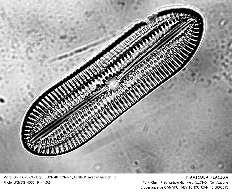 NAVICULA PLACIDA #31807