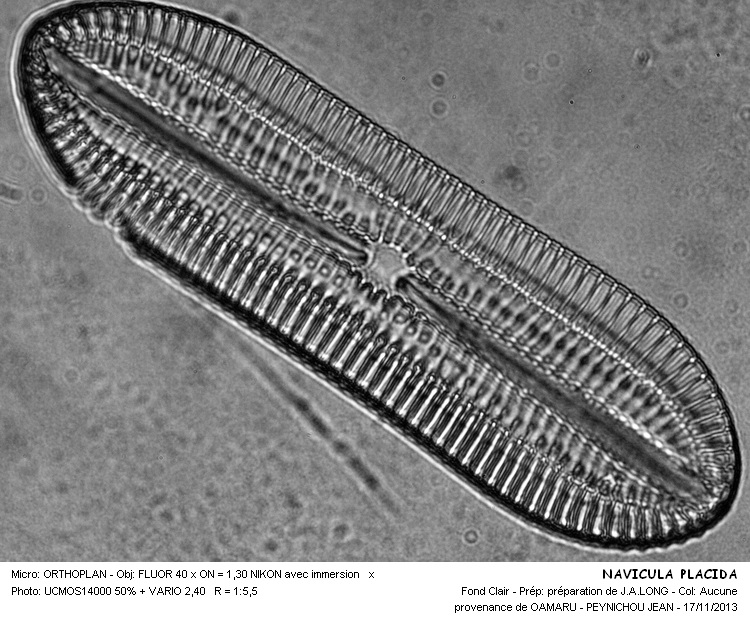 NAVICULA PLACIDA #34770