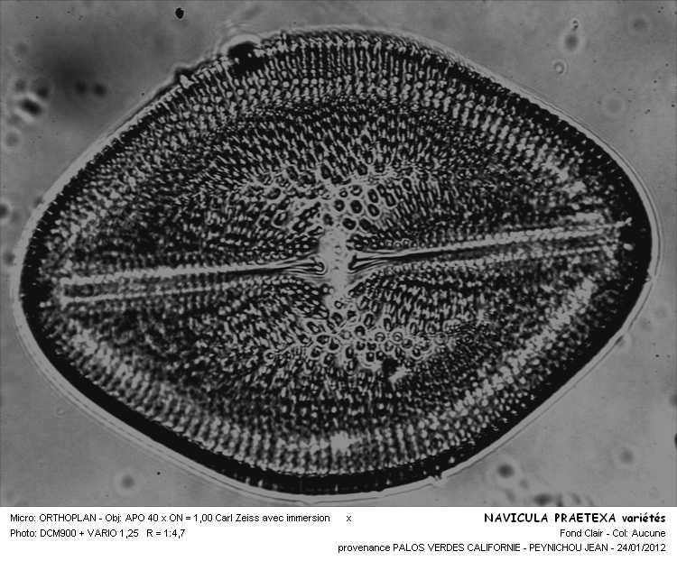 NAVICULA PRAETEXA #31802