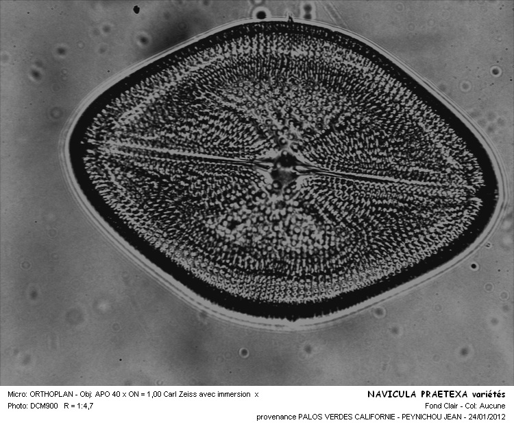 NAVICULA PRAETEXA #31804