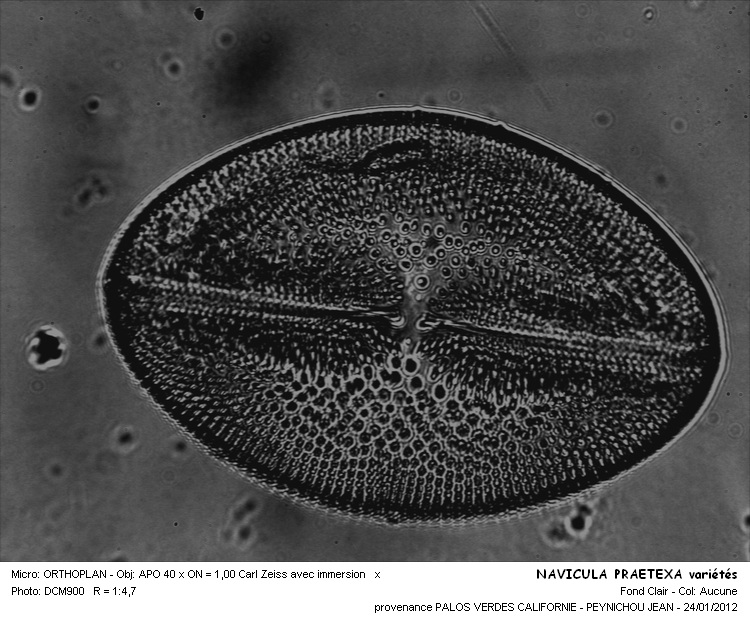NAVICULA PRAETEXA #31803