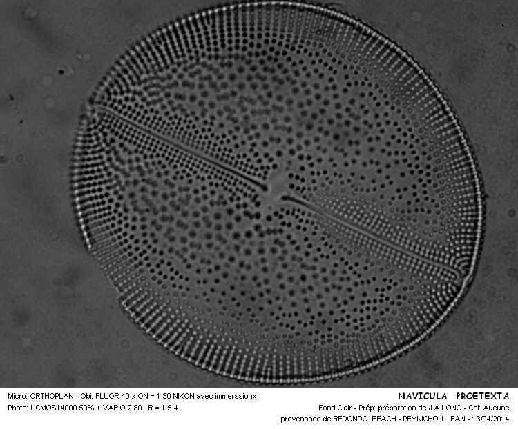 NAVICULA PRAETEXTA #37160