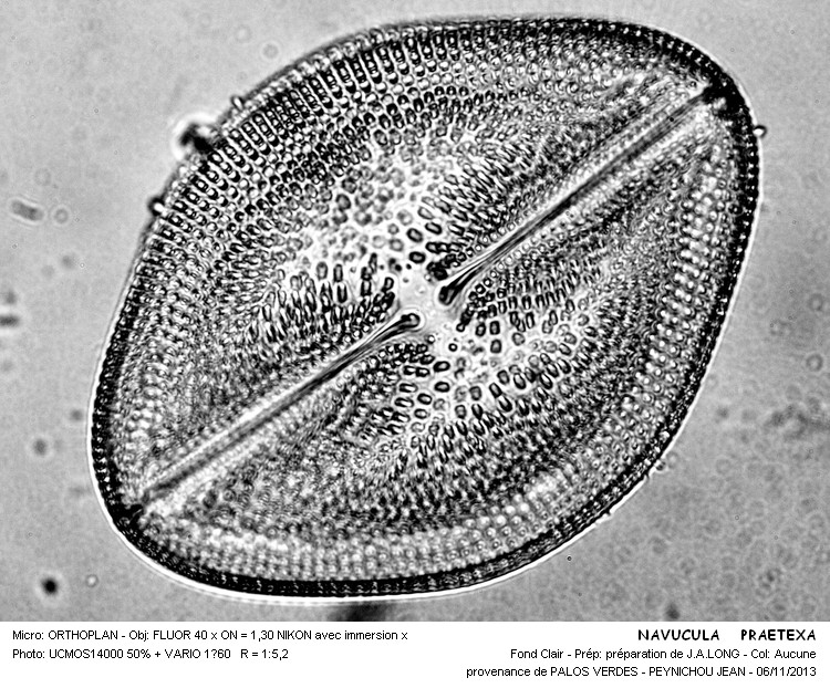 NAVICULA PRAETEXTA #34644