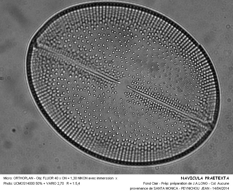 NAVICULA PRAETEXTA #37174