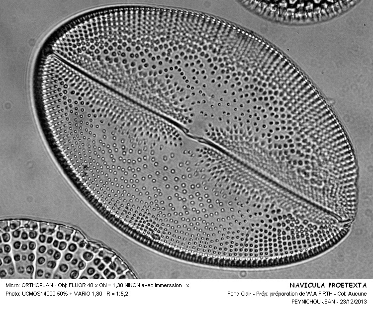 NAVICULA PRAETEXTA #35342
