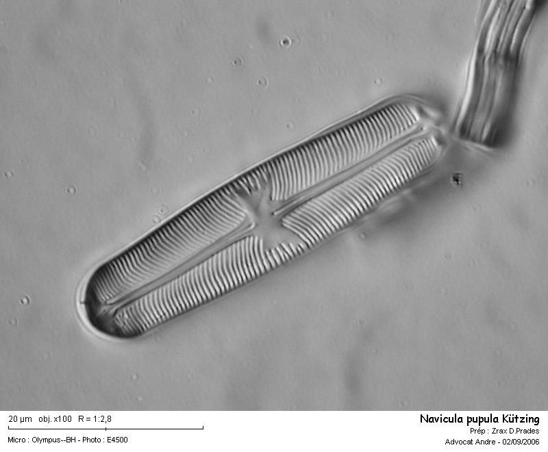 Navicula pupula Kützing #2484