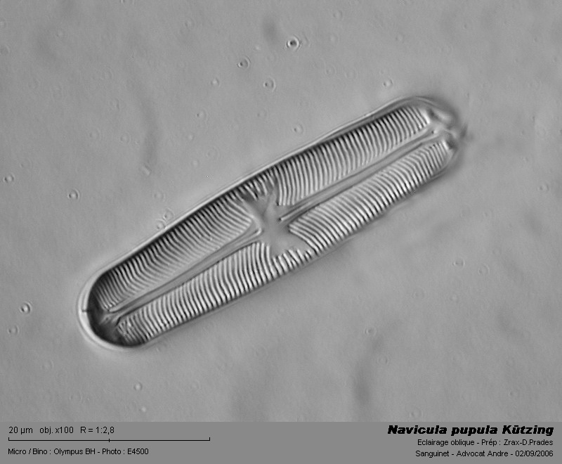 Navicula pupula Kützing #3727