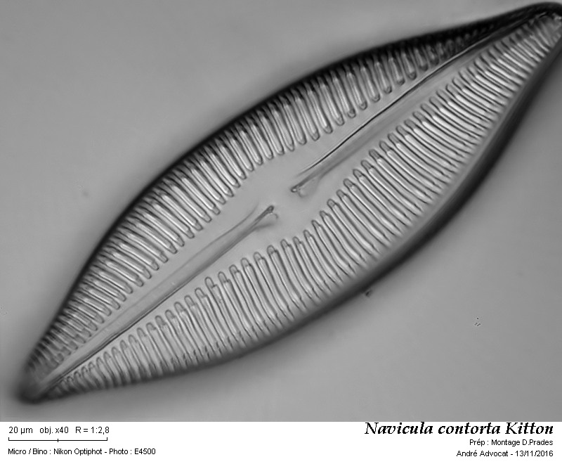 Navicula raeana Castr. #47591