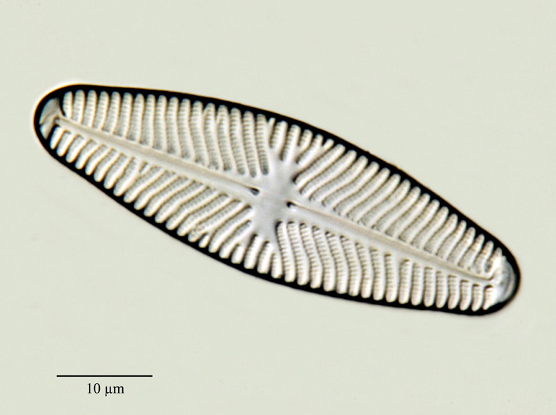 Navicula reinhardtii Grunow 1860 #24255