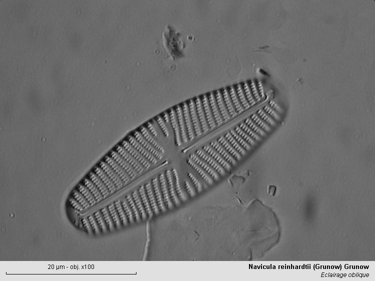 Navicula reinhardtii (Grunow) Grunow #2726