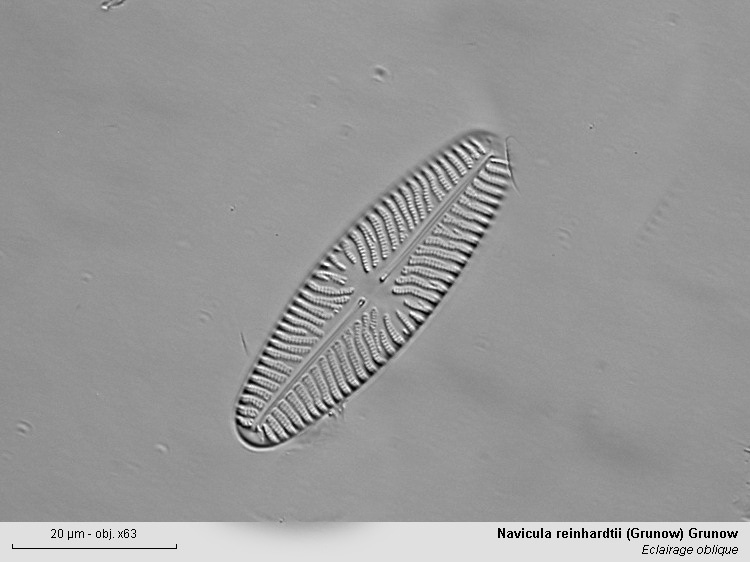 Navicula reinhardtii (Grunow) Grunow #2725