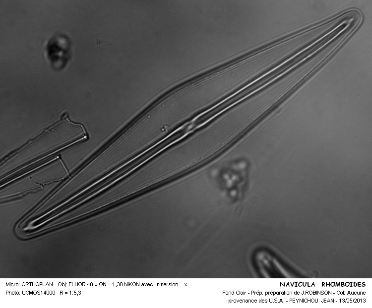NAVICULA RHOMBOIDES #33609