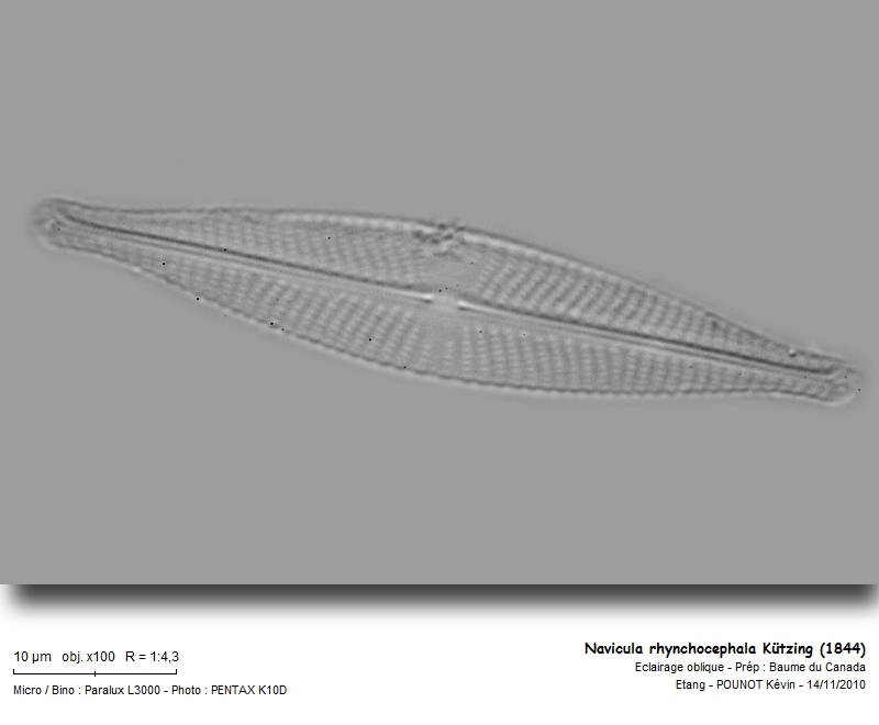 Navicula rhynchocephala Kützing (1844) #19077