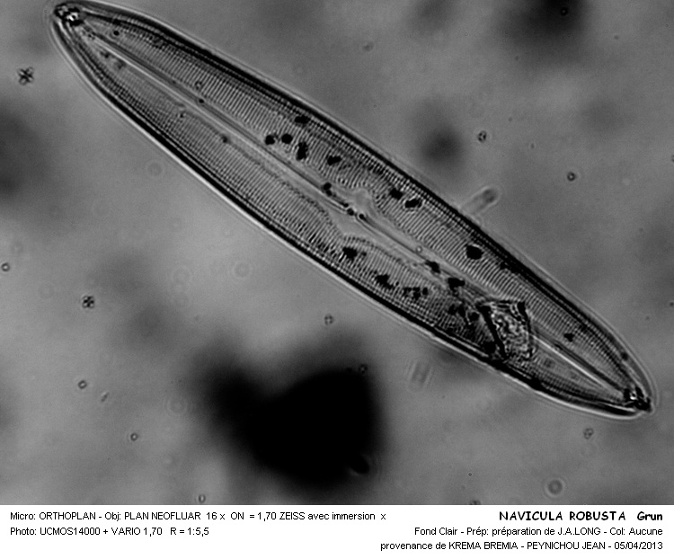 Navicula Robusta Grun #30459