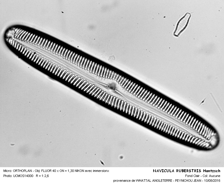 NAVICULA rupestris Hantzsch #46429