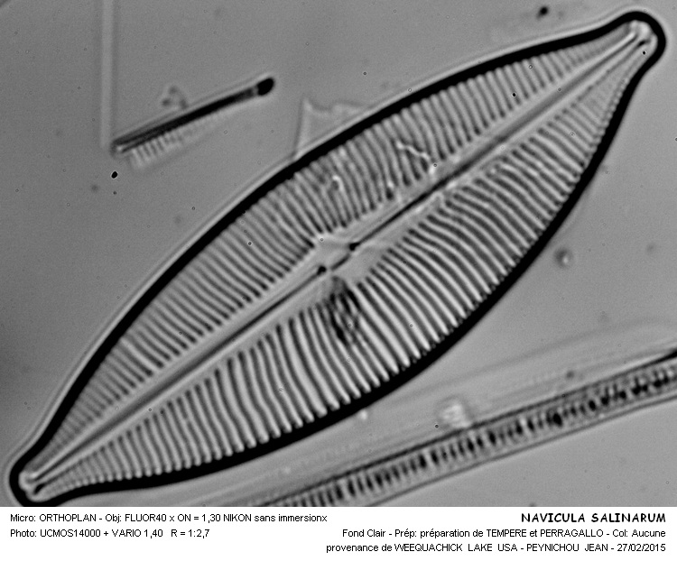 Navicula salinarum Grunow #40750