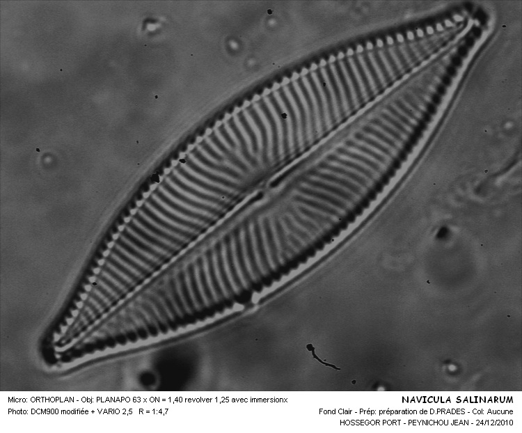 Navicula salinarum Grunow #19805