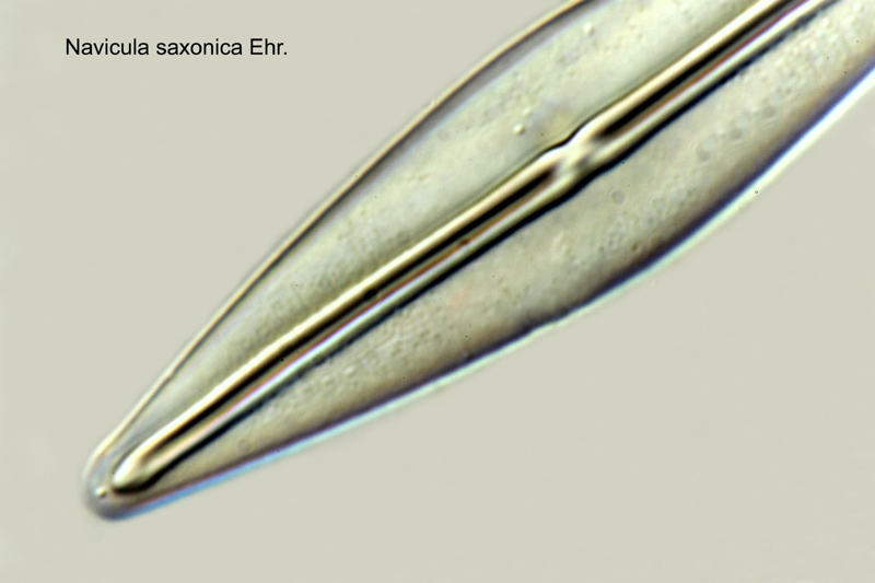 Navicula saxonica Ehr. #18338