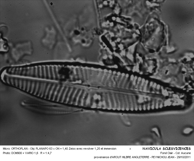 NAVICULA SCLESVICENCIS #31780