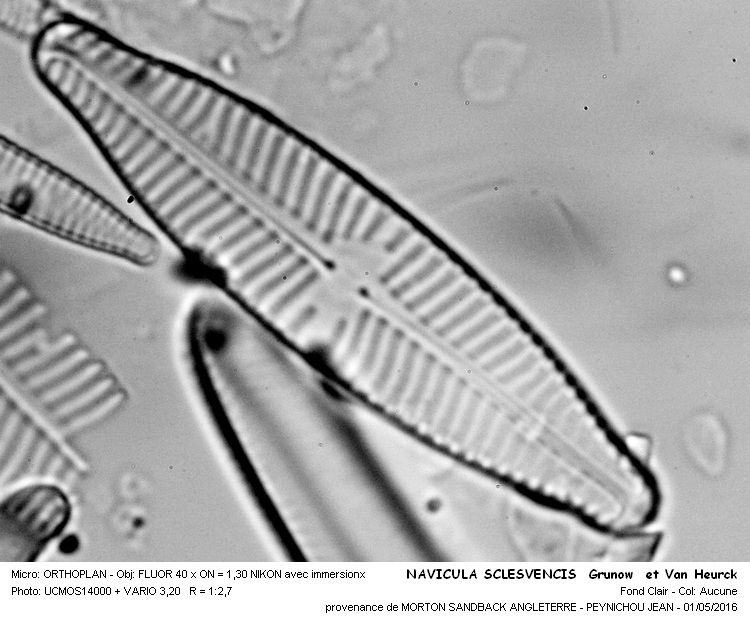NAVICULA SCLESVICENSIS Grunow et Van Heurck #44943